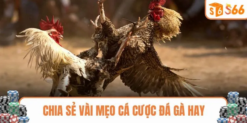 Chia sẻ vài mẹo cá cược đá gà hay