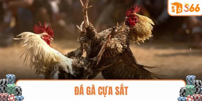 Chiến kê sẽ được đeo thêm cựa sắt vào chân khi thi đấu