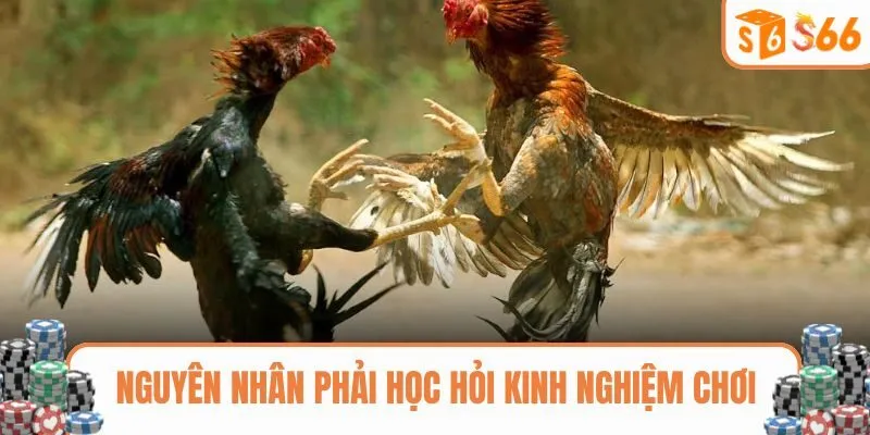 Lý do cần có mẹo cá cược đá gà hay
