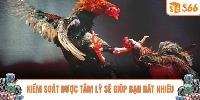 Kiểm soát được tâm lý sẽ giúp bạn rất nhiều khi chọi gà