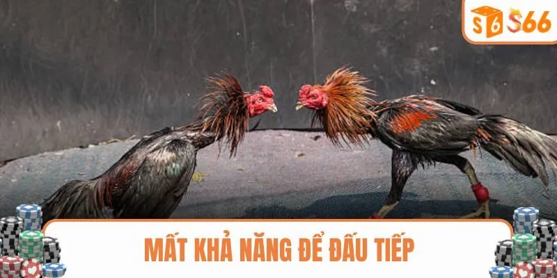 Những con gà không thể thi đấu tiếp sẽ bị thua