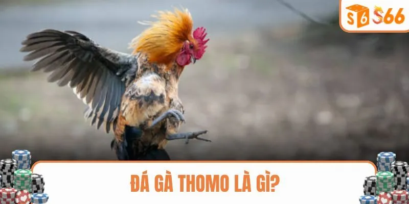 Những điều không thể bỏ qua về hình thức đá gà Thomo