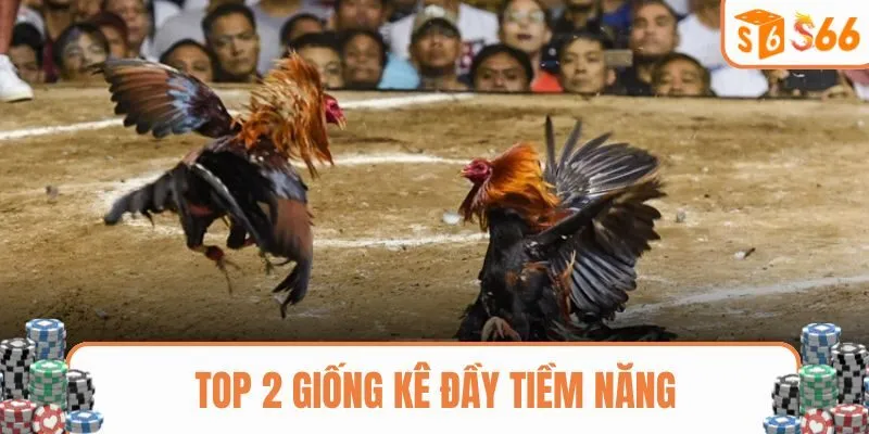 Top 2 giống kê chơi chọ gà cực kỳ tiềm năng