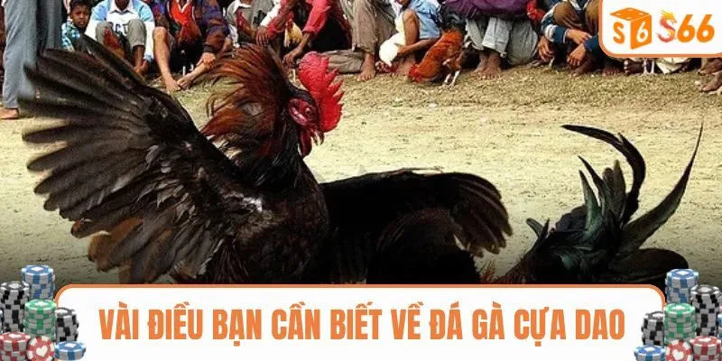 Vài điều bạn cần biết về Đá gà cựa dao